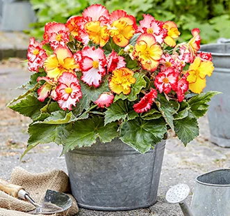 Cibulky jarních květů