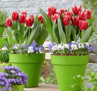 Cibulky Star Capperline