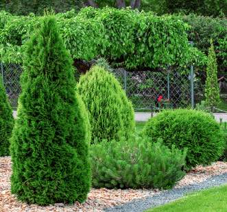 Jehličnaté rostliny