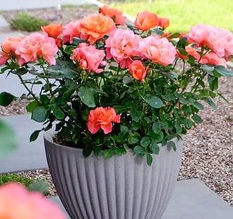 Růže na balkon, terasu