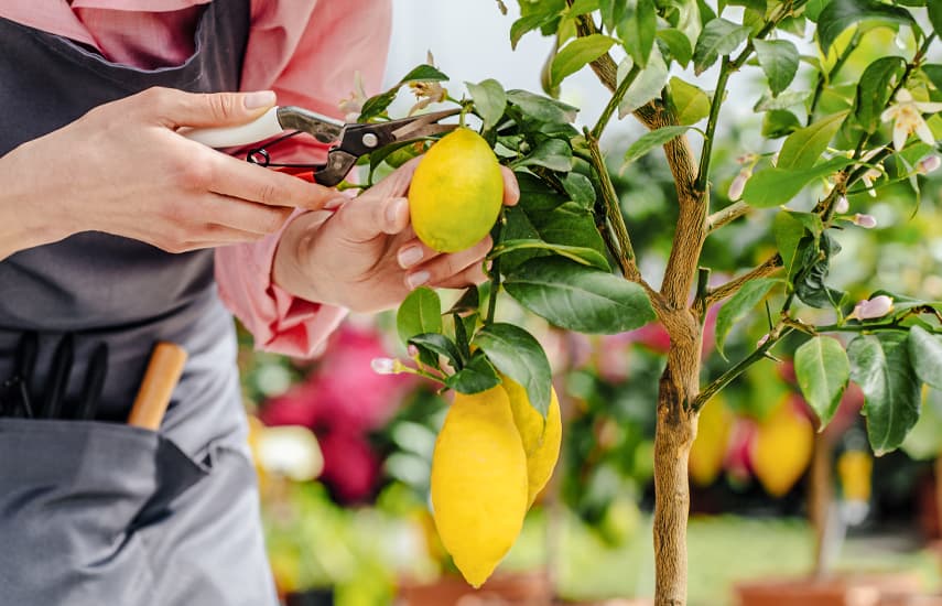 Domácí citron - zdroj vitamínů a osvěžující chuti