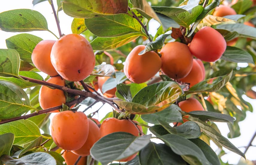 Persimmon od výsadby po sklizeň