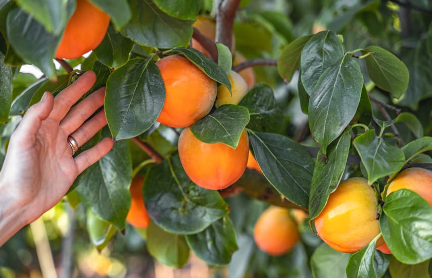 Persimmon od výsadby po sklizeň