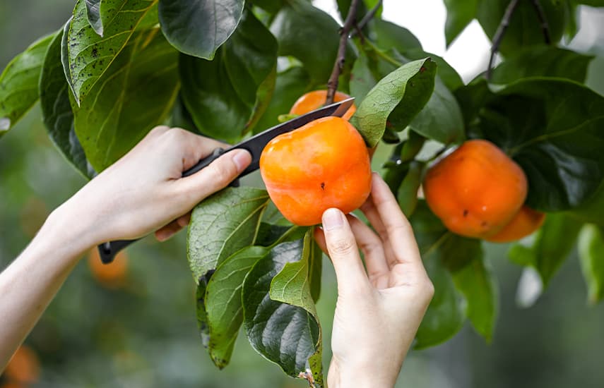 Persimmon od výsadby po sklizeň