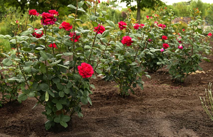 Jak zasadit růže do země?