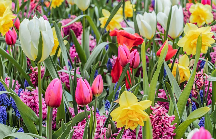 Květinová aranžmá z tulipánů a narcisů