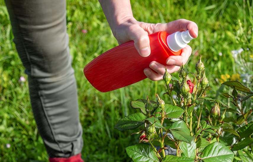 Výhody a vlastnosti podzimní výsadby růží