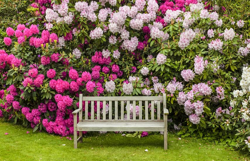 Co zasadit vedle rododendronu?