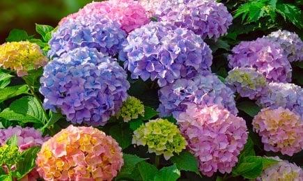 Barevné květinové záhony | Gradinamax