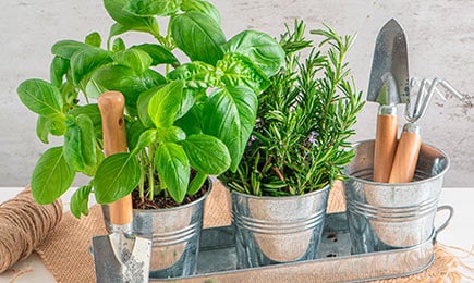 Kořenitý, aromatický, bohatý na vitamíny | Gradinamax