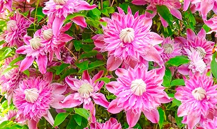 Kvetoucí obři | Gradinamax