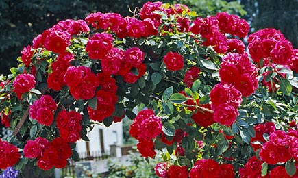 Pestrobarevné růže | Gradinamax