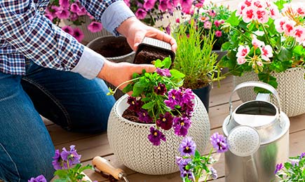 Pokles ceny květin | Gradinamax