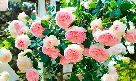 Růže něžných barev | Gradinamax