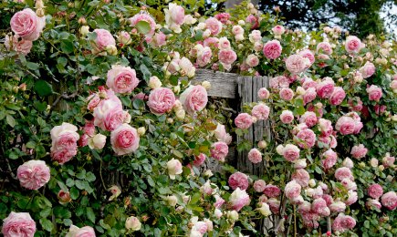 Sametové růže | Gradinamax