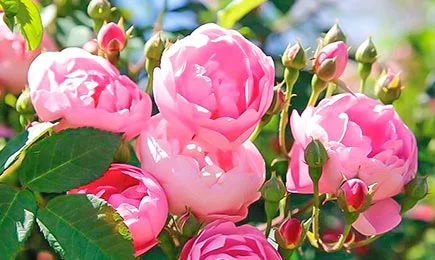 Sametové růže | Gradinamax